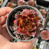 Jovibarba heuffelii 'Irene'