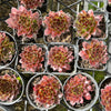 Jovibarba heuffelii 'Irene'