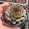 Sempervivum 'Moi' (w/pup)