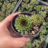 Sempervivum cantabricum 'Reinhardt' (w/pup)