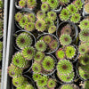 Sempervivum cantabricum 'Reinhardt' (w/pup)
