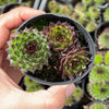 Sempervivum cantabricum 'Reinhardt' (w/pup)