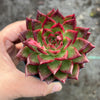 Echeveria Hong-ye | KRF