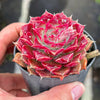 Echeveria Hyalina x Echeveria Romeo Ebony