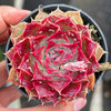 Echeveria Hyalina x Echeveria Romeo Ebony