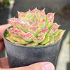 Echeveria Hyalina x Echeveria Romeo Ebony