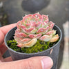 Echeveria Hyalina x Echeveria Romeo Ebony