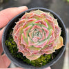 Echeveria Hyalina x Echeveria Romeo Ebony