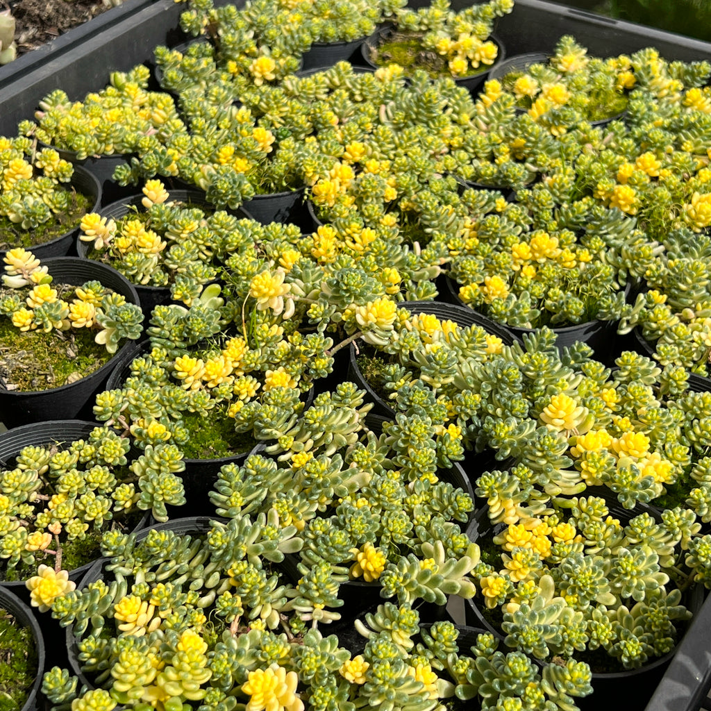 Sedum Golden Rice - Sedum Orizifolium Variegata