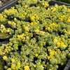 Sedum Golden Rice - Sedum Orizifolium Variegata