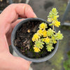 Sedum Golden Rice - Sedum Orizifolium Variegata