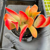 Adromischus sphenophyllus