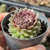 Sempervivum 'Pink Puff' (w/pup)