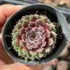 Sempervivum 'Pink Puff' (w/pup)