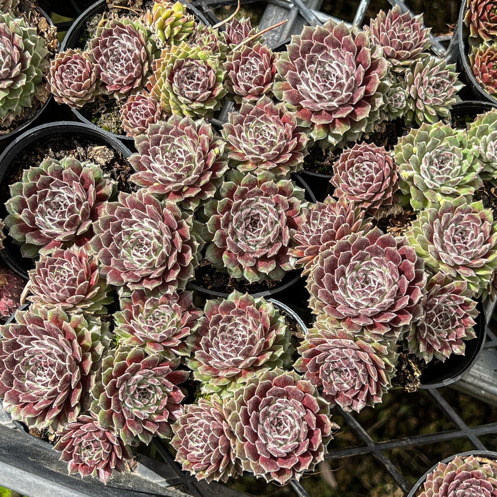Sempervivum 'Pink Puff' (w/pup)