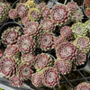 Sempervivum 'Pink Puff' (w/pup)