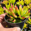 Cotyledon Elisae