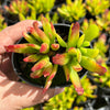 Cotyledon Elisae