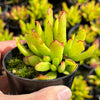 Cotyledon Elisae