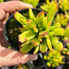 Cotyledon Elisae