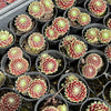 Sempervivum 'Tiny Tots' (w/pup)