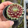 Sempervivum 'Tiny Tots' (w/pup)