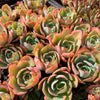 Echeveria 'Powder Blue'