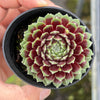 Sempervivum 'Tiny Tots' (w/pup)