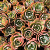 Echeveria 'Powder Blue'