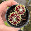 Sempervivum 'Tiny Tots' (w/pup)