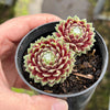 Sempervivum 'Tiny Tots' (w/pup)