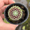 Sempervivum 'Tiny Tots' (w/pup)