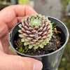 Sempervivum 'Tiny Tots' (w/pup)
