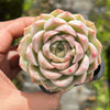 Echeveria 'Peach Queen' - Korea Form