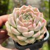 Echeveria 'Peach Queen' - Korea Form