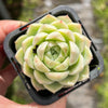 Echeveria 'Peach Queen' - Korea Form