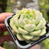 Echeveria 'Peach Queen' - Korea Form