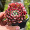 Echeveria Luna Rossa (w/pup)