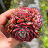 Echeveria Luna Rossa