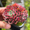 Echeveria Luna Rossa (w/pup)