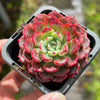 Echeveria Luna Rossa (w/pup)