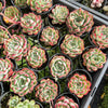 Echeveria Mexican’s Choice