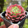 Echeveria Luna Rossa (w/pup)