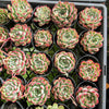 Echeveria Mexican’s Choice