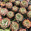 Echeveria Mexican’s Choice