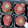 Echeveria Luna Rossa