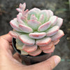 Echeveria Ice Cream