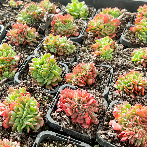 briar rose succulent PACK of 10 PLANTS] x Echeveria Briar Rose f. cristata – LET LOVE GROW ( Succulent & Cactus)
