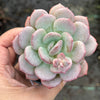 Echeveria Ice Cream
