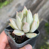 Echeveria Machete